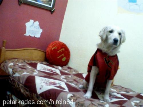 pamuk Dişi Golden Retriever