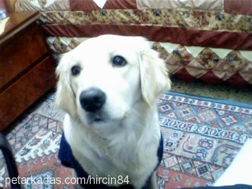 pamuk Dişi Golden Retriever