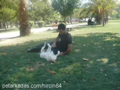 pamuk Dişi Golden Retriever