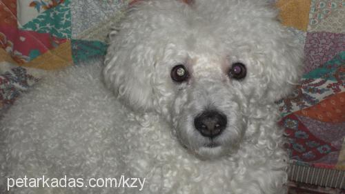 kuzey Erkek İrlandalı Terrier