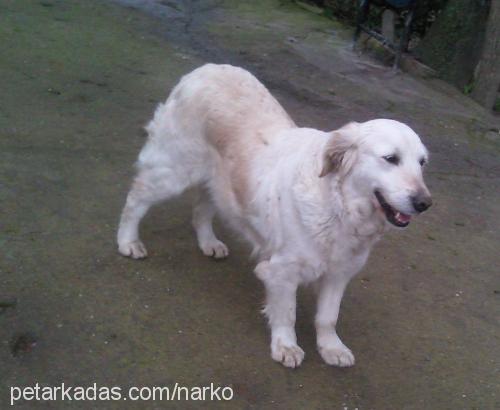 lady Dişi Golden Retriever