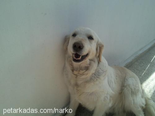 lady Dişi Golden Retriever