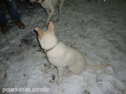 carlos Erkek Alman Çoban Köpeği