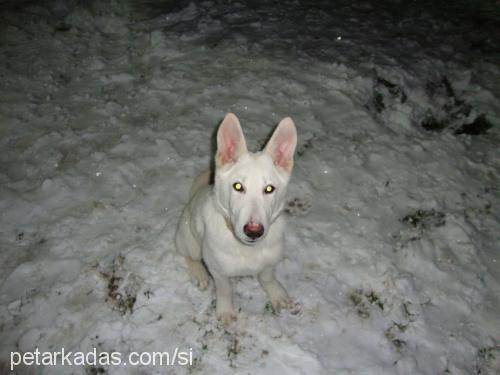 carlos Erkek Alman Çoban Köpeği