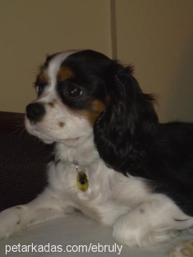 lady Dişi Cavalier King Charles Spanieli