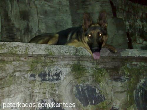 kontes Dişi Alman Çoban Köpeği