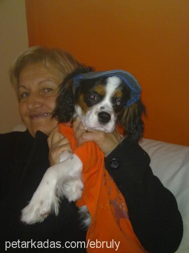 lady Dişi Cavalier King Charles Spanieli