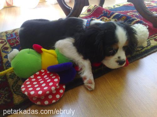 lady Dişi Cavalier King Charles Spanieli