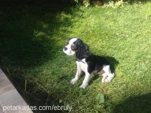 lady Dişi Cavalier King Charles Spanieli