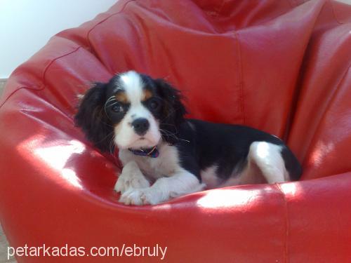 lady Dişi Cavalier King Charles Spanieli