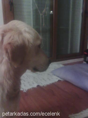 tosun Erkek Golden Retriever