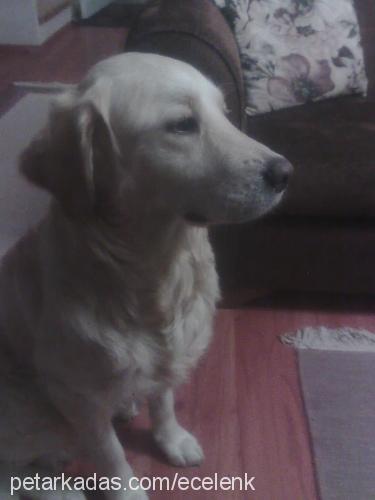 tosun Erkek Golden Retriever