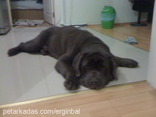 bob Erkek Napoliten Mastiff