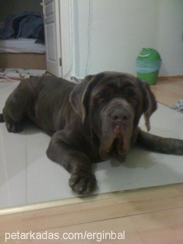 bob Erkek Napoliten Mastiff