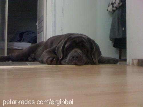 bob Erkek Napoliten Mastiff