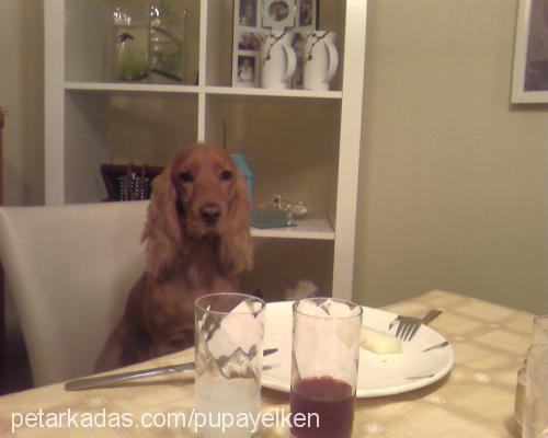 pupayelken Dişi İngiliz Cocker Spaniel