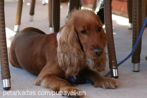 pupayelken Dişi İngiliz Cocker Spaniel