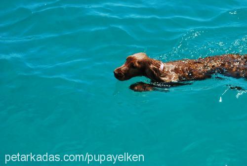 pupayelken Dişi İngiliz Cocker Spaniel