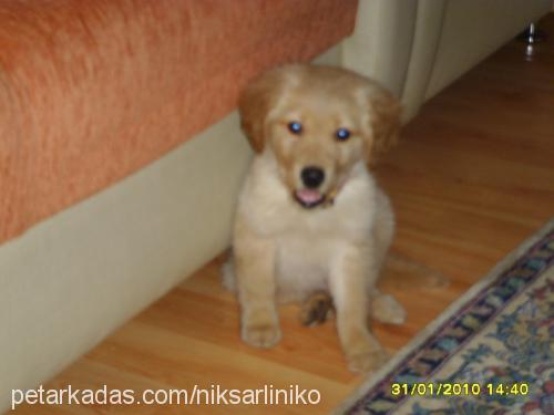 prens Erkek Golden Retriever