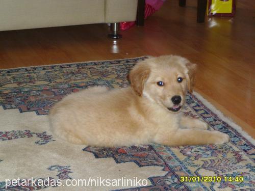 prens Erkek Golden Retriever