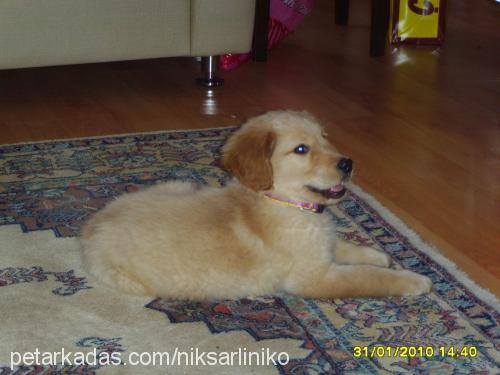 prens Erkek Golden Retriever