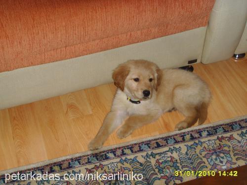 prens Erkek Golden Retriever