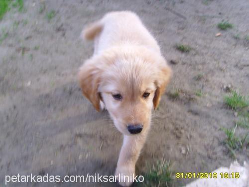 prens Erkek Golden Retriever