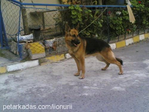 bulut Erkek Alman Çoban Köpeği