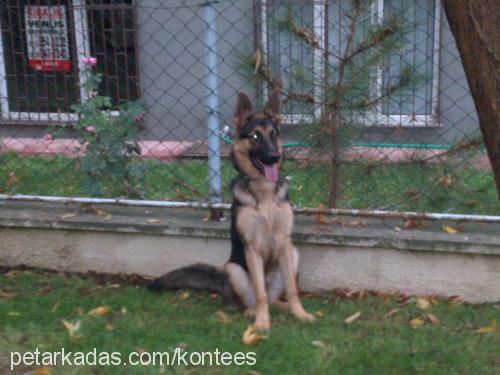 kontes Dişi Alman Çoban Köpeği