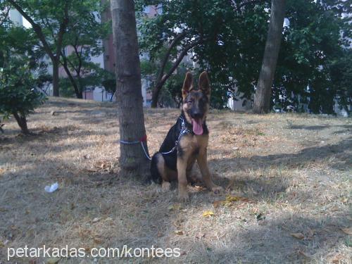 kontes Dişi Alman Çoban Köpeği