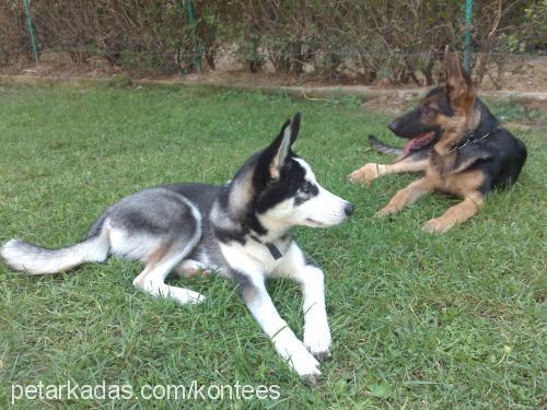 kontes Dişi Alman Çoban Köpeği