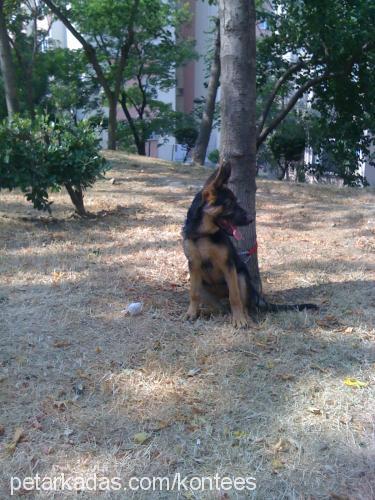 kontes Dişi Alman Çoban Köpeği