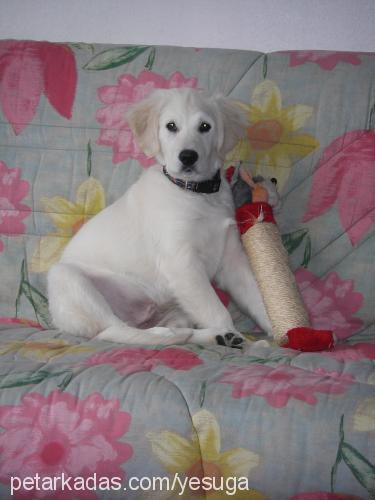 Şans Erkek Golden Retriever