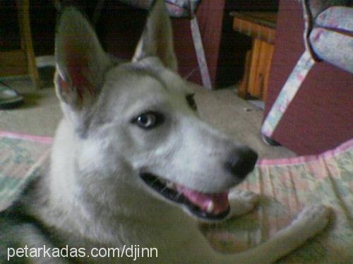 sasha Dişi Sibirya Kurdu (Husky)