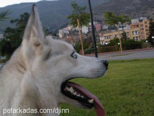 sasha Dişi Sibirya Kurdu (Husky)