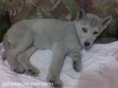 sasha Dişi Sibirya Kurdu (Husky)