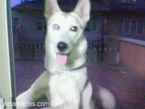 sasha Dişi Sibirya Kurdu (Husky)