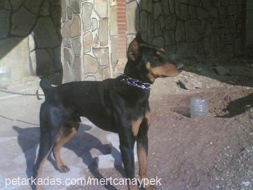 çaki Erkek Doberman Pinscher