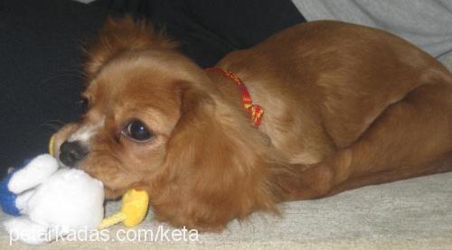 tarÇın Dişi Cavalier King Charles Spanieli