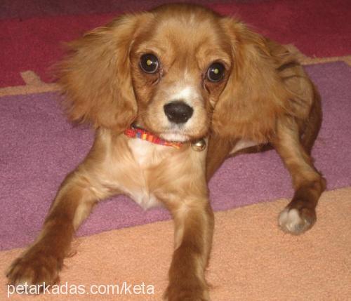 tarÇın Dişi Cavalier King Charles Spanieli