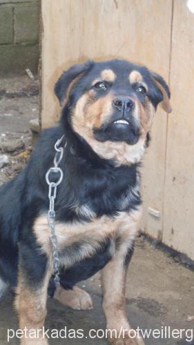 hera Dişi Rottweiler