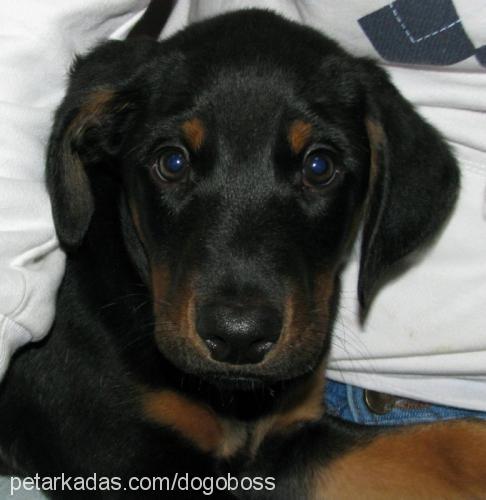 buz Erkek Doberman Pinscher