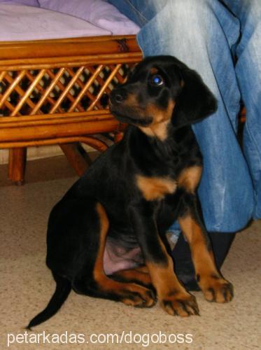 buz Erkek Doberman Pinscher