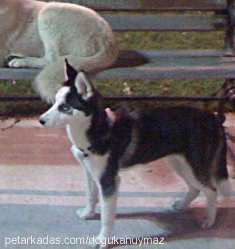 fiyona Dişi Sibirya Kurdu (Husky)