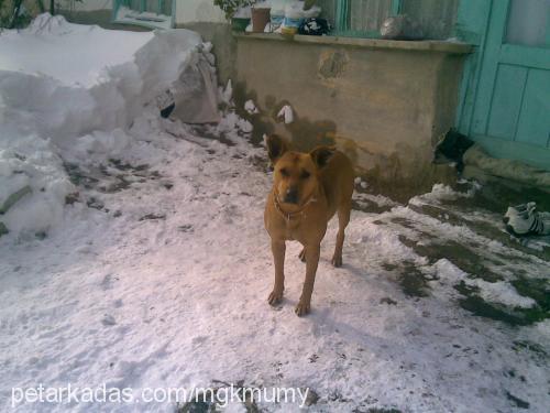 linda Dişi Amerikan Pitbull Terrier