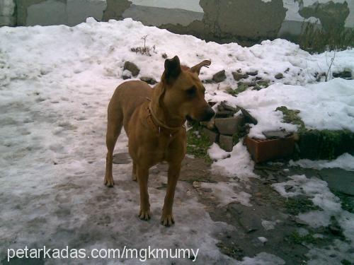 linda Dişi Amerikan Pitbull Terrier