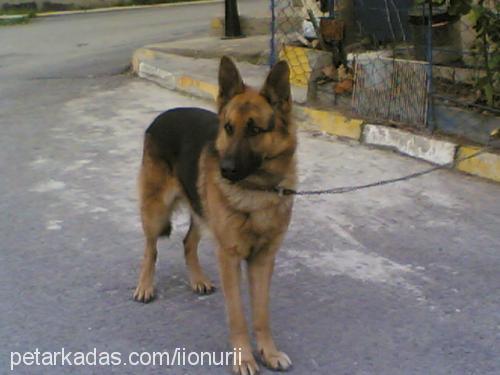 bulut Erkek Alman Çoban Köpeği