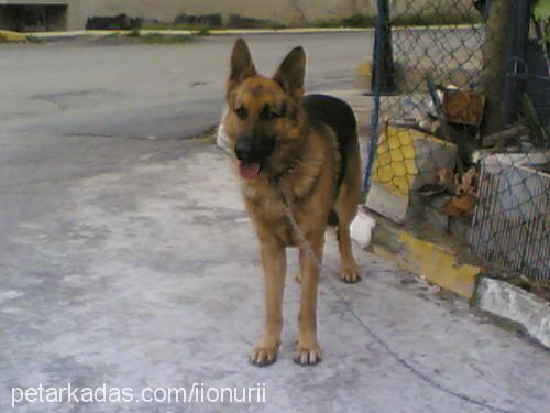 bulut Erkek Alman Çoban Köpeği