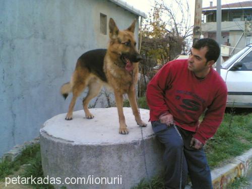 bulut Erkek Alman Çoban Köpeği