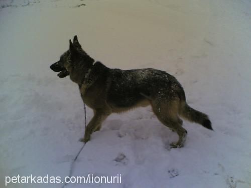 bulut Erkek Alman Çoban Köpeği